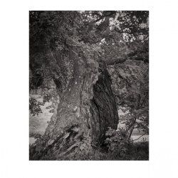 oak tree 2a.jpg
