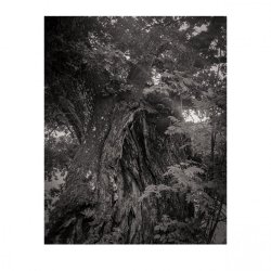 oak tree foma 1.jpg