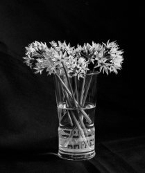 Alium-03.jpg