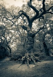 Tree final.jpg