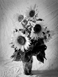 Sunflowers-4.jpg
