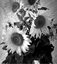Sunflowers-6.jpg