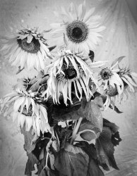 Sunflowers 2-8.jpg