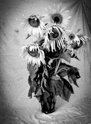 Sunflowers 2-12.jpg