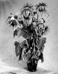 Sunflowers 12-15.jpg