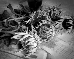 Sunflowers 12-16.jpg