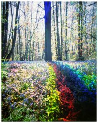 Rainbow Bluebells.jpg