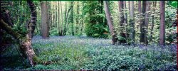 Bluebell v3 Resize.jpg