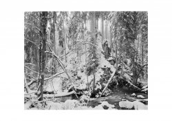 haslach snow foma100 1200pix.jpg