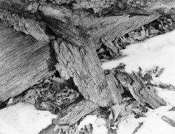 20220122-1-20-Campground_Road_Woods.jpg
