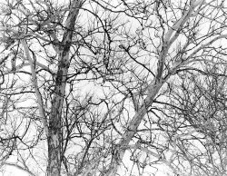 20220211-1-08-Winter_Branches.jpg