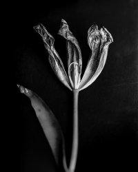 008_4x5_tulipas_02.jpg