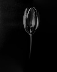009_4x5_tulipas_03.jpg
