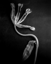 010_4x5_tulipas_04.jpg