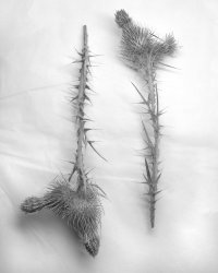 Thistle Still Life Ilford FP4.jpg