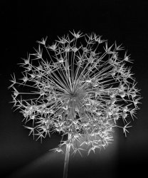 Alium Starburst (1 of 1).jpg