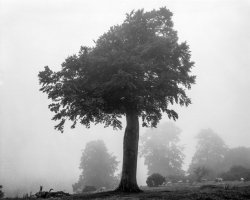 Tree Fomapan 200@ISO100 Pyrocat.jpg
