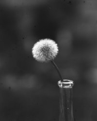 Dandelion.jpg