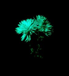 chrysanthemum03.jpg