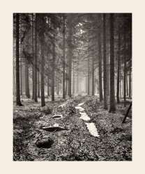 woodlands 4x5.jpg