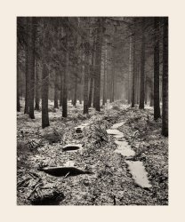 woodlands 4x5 2.jpg
