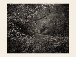 haslach 4x5.jpg