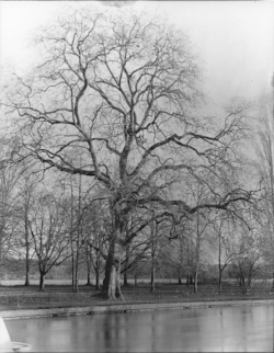 Big winter tree Jan 24.png Big winter tree Jan 24.png