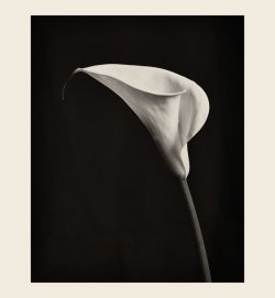 4x5-fleure.jpg 4x5-fleure.jpg