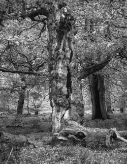 A Magnificent Tree Trunk, Dunham Park - Sun 10-11-202.jpg