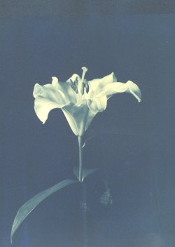 indian_lily_01.jpg