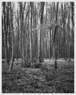 Woods Paper Negative.jpg Woods Paper Negative.jpg