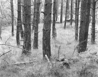 pinewood wheeldale.jpg