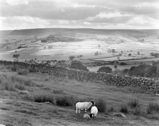 sheep eskdale.jpg