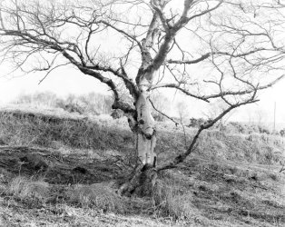 silver birch.jpg
