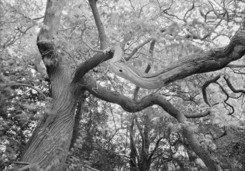 20230815_Guyscliffe_Foma100_Rodinal_01.jpg
