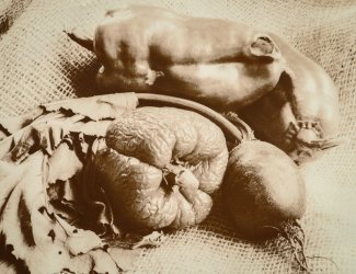 Lith print, Moersch SE5, Kodabrome II RC F3, 2.jpg