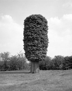 ladywood20.jpg ladywood20.jpg
