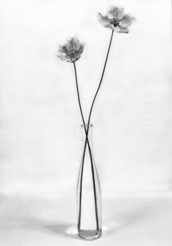 Sheet 0024 Japanese Anemone Small JPG.jpg